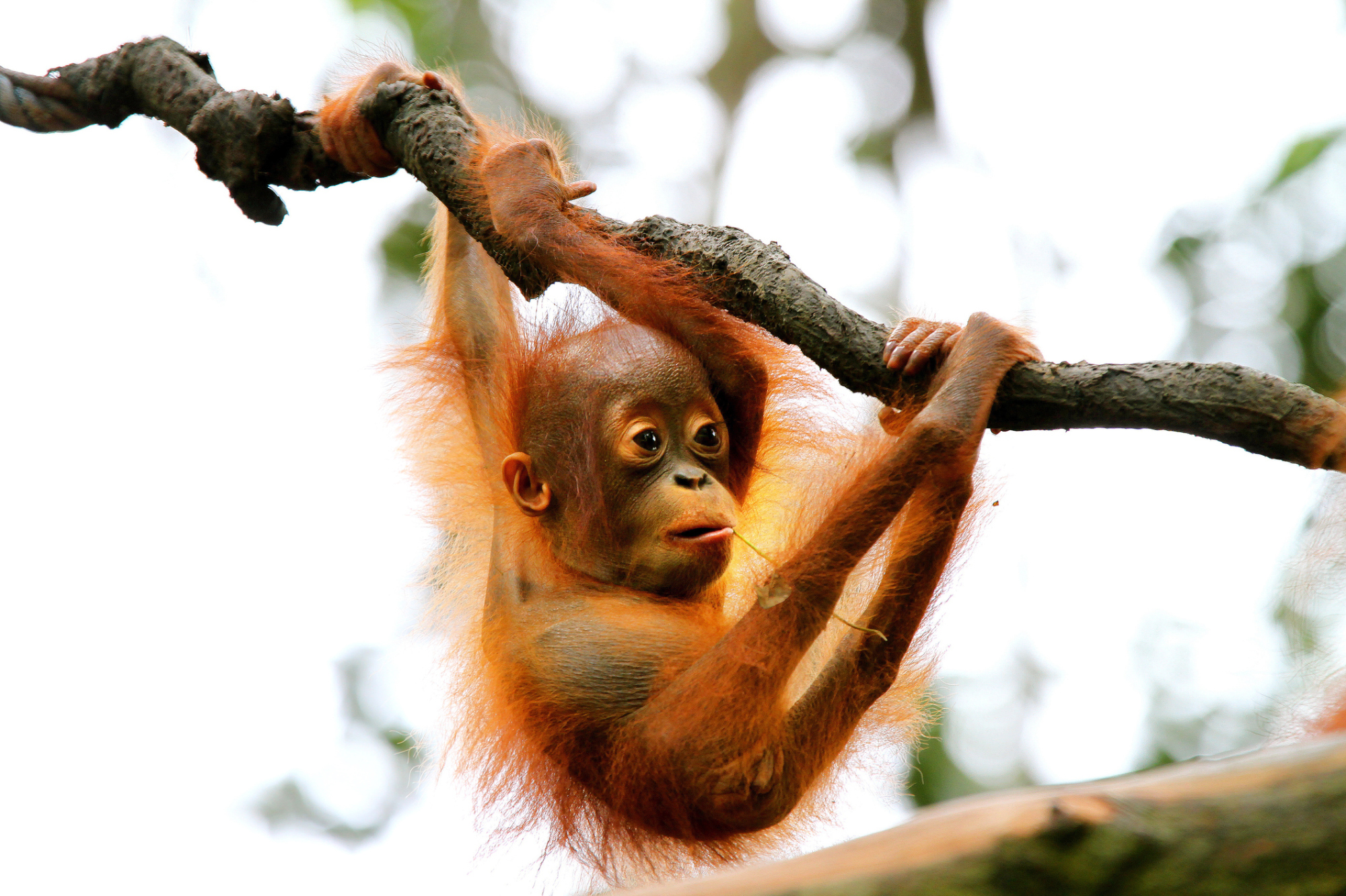 Los orangutanes, como los humanos, no tienen cola.