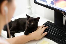 Mujer que trabaja en la computadora, junto con un gato
