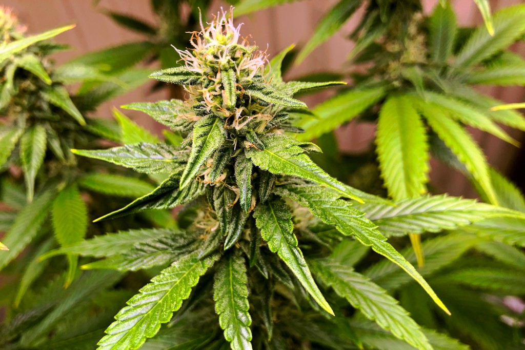 Una planta de marihuana.