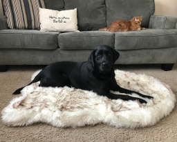 Perro negro en una cama blanca mullida