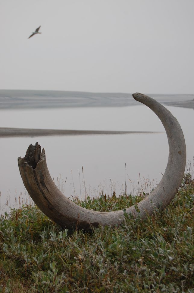 colmillo-de-mamut-en-la-orilla-del-río-logata