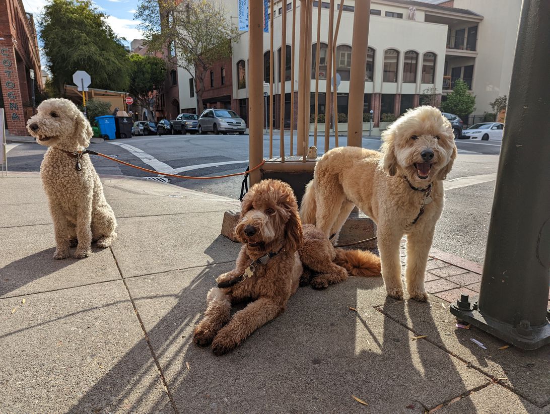 Google Pixel 6 main camera