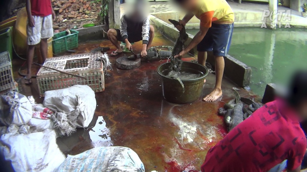 Las lagartijas se sumergen en cubos de agua antes de matarlas.