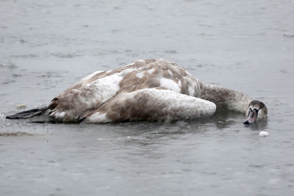 Un cisne muerto yace sobre hielo en el Báltico