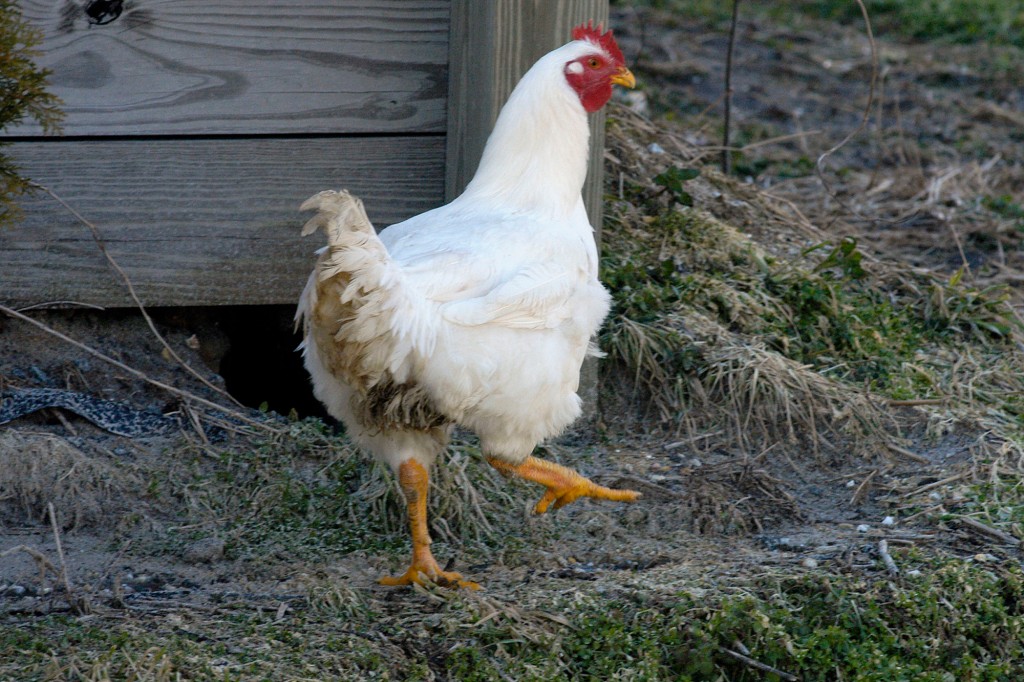 Un pollo vagando por los terrenos de una granja avícola